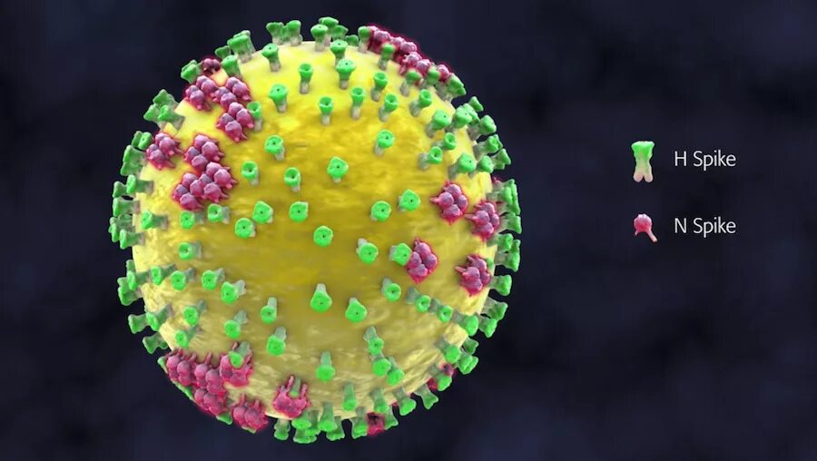 Вирус гриппа под. Вирус h1n1 испанка. Вирус h1n1 под микроскопом. Вирус гриппа h1n1. Вирус гриппа под микроскопом h1n1.