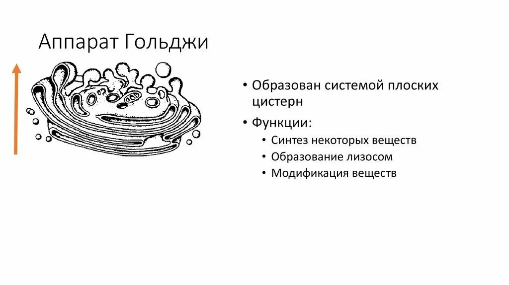 Схема строения аппарата Гольджи. Комплекс Гольджи рисунок легкий. Комплексный аппарат Гольджи строение. Аппарат Гольджи строение рисунок. Аппарат гольджи это лизосома