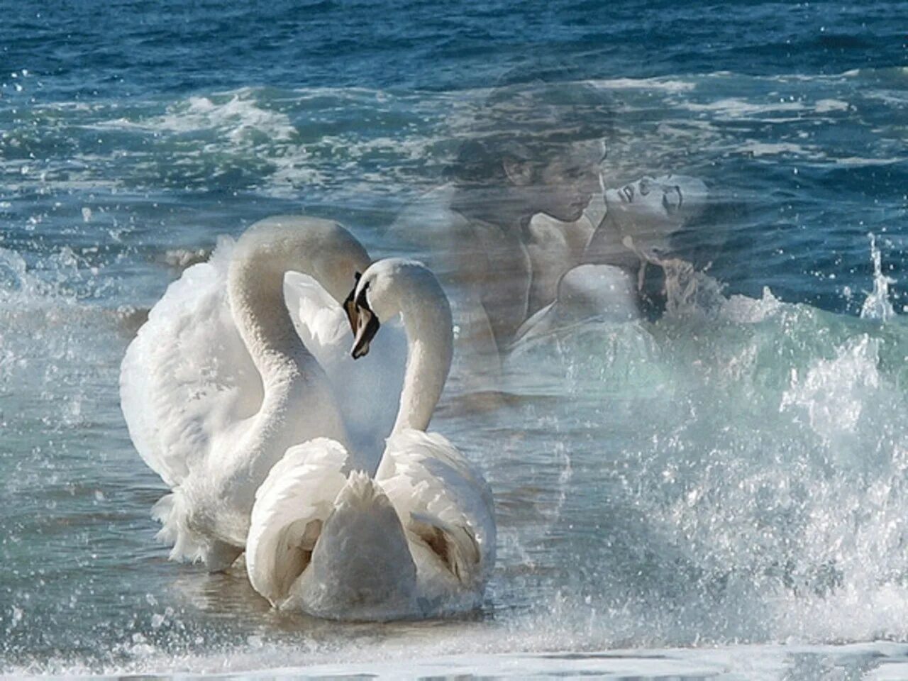 Статью о лебедях. Стих два белых. Белее белого лицо твое стих. Стих два белых. Стих о лебеде для детей.