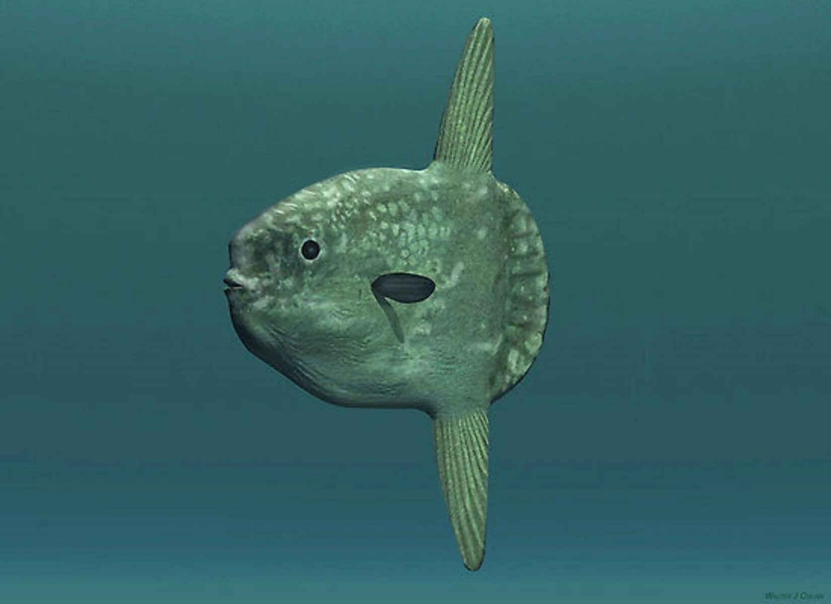 Рыба фэмили. Обыкновенная острохвостая Луна-рыба. Sunfish рыба. Sunfish рыба Mola Mola. Рыба Луна мальки.