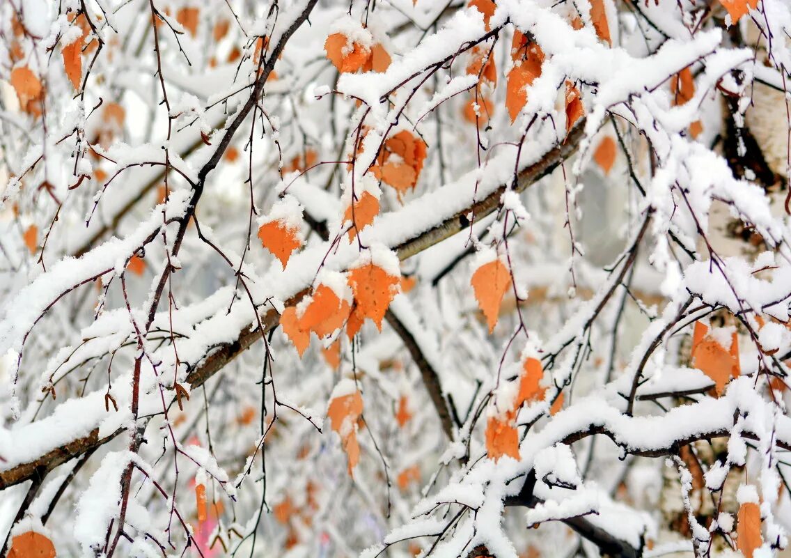 Зимняя береза. Берёзы первый снег. Желтые листья и снег. Листья под снегом. Осень без тебя зима