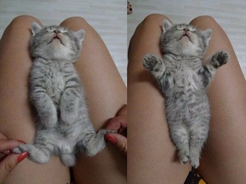 Тискать котенка. Котик и киски. Кот между
