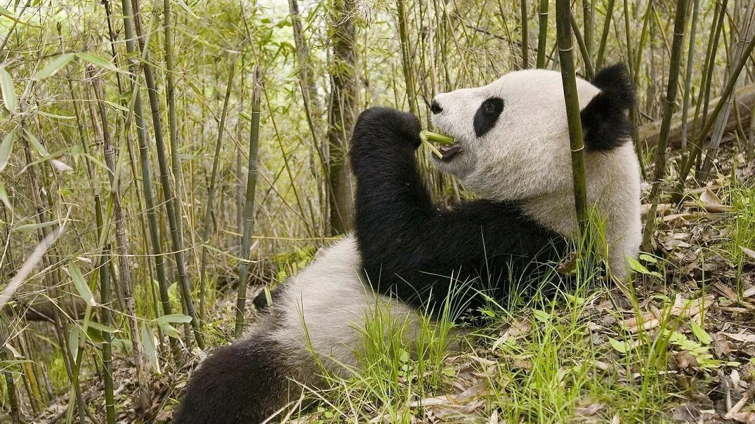 Большая панда обитает. Очковая панда. Большая панда (ailuropoda melanoleuca). Панда живет в лесу. Большая панда бамбуковый медведь.