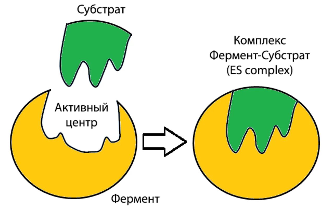 Simple and complex enzymes. Regulation of pyruvate dehydrogenase. Inhibin alpha. Complex of activity. Complex of activity.