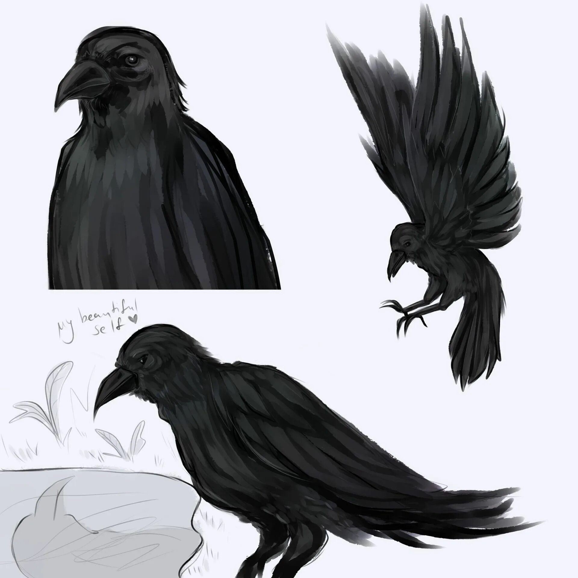 Вороны референсы. Грач референс. Референс чумного доктора. Ворон референс для рисования. Ворон референсы.