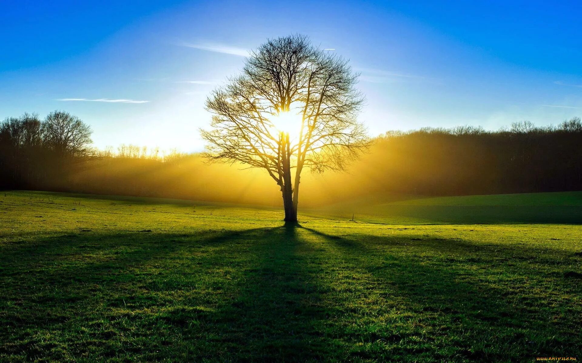 Природа солнце. Дерево солнце. Солнечная природа. Дерево на рассвете.