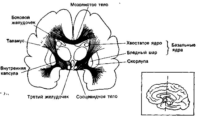 Ядра мозолистого тела. Мозолистое вещество мозга. Мозолистое тело зрительный бугор. Мозолистое тело и хвостатое ядро. Ядра мозолистого тела.