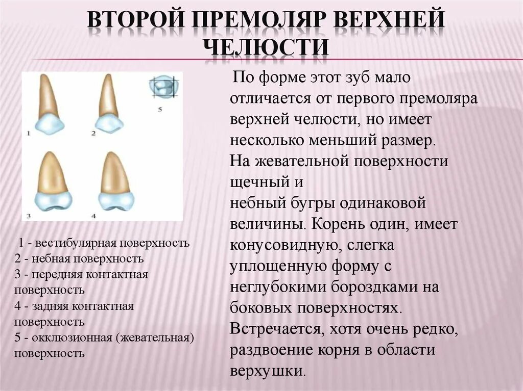 Почему зубы отличаются между собой у разных. Премоляры анатомия зубов. Премоляр 1 вестибулярная поверхность. Второй премоляр верхней челюсти. Второй премоляр верхней челюсти анатомия.