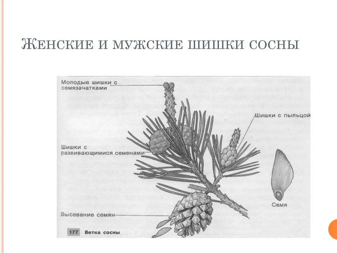 Где находится шишка. Строение шишек голосеменных растений. Рисунок строение побега сосны. Строение шишки голосеменных растений. Мужская шишка голосеменных растений строение.