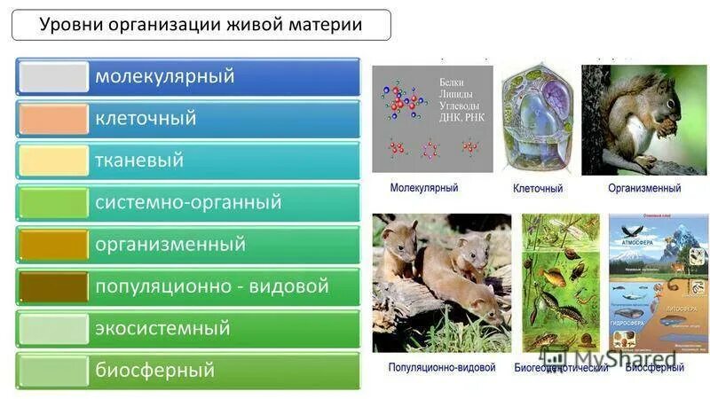 Верная последовательность биологических систем. Уровни структурной организации живой природы. Уровни организации живого ЕГЭ биология таблица. Организменный уровень организации живой материи. Биология таблица уровни организации живых систем.