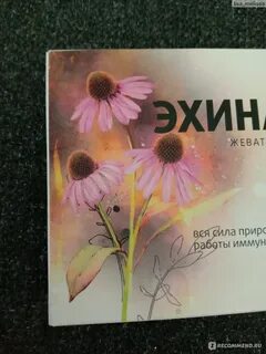 Эхинацея таблетки отзывы