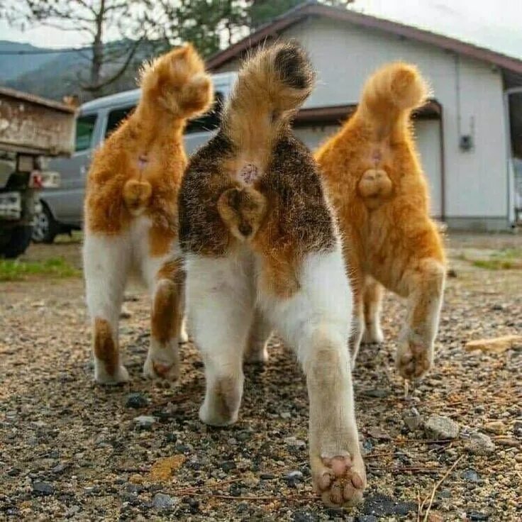 Котаца