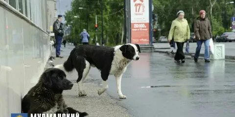 Собаки мурманск