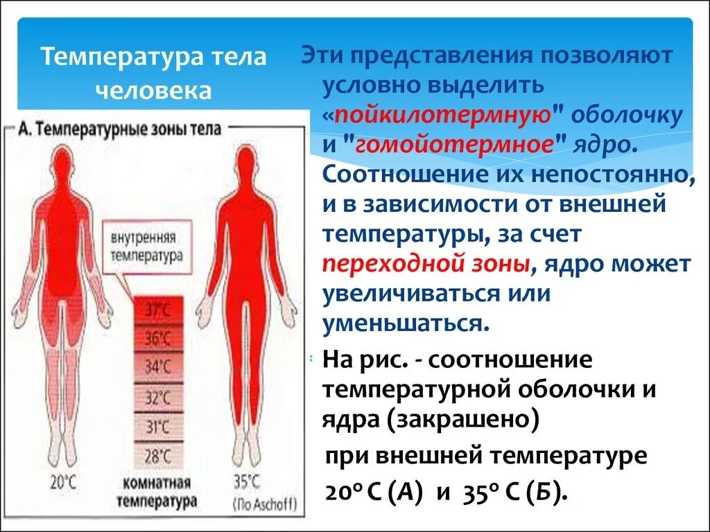 Изменение температуры больного. Температура тела человека. Температура тела человке. Температура ядра и оболочки тела. Внутренняя температура человека.