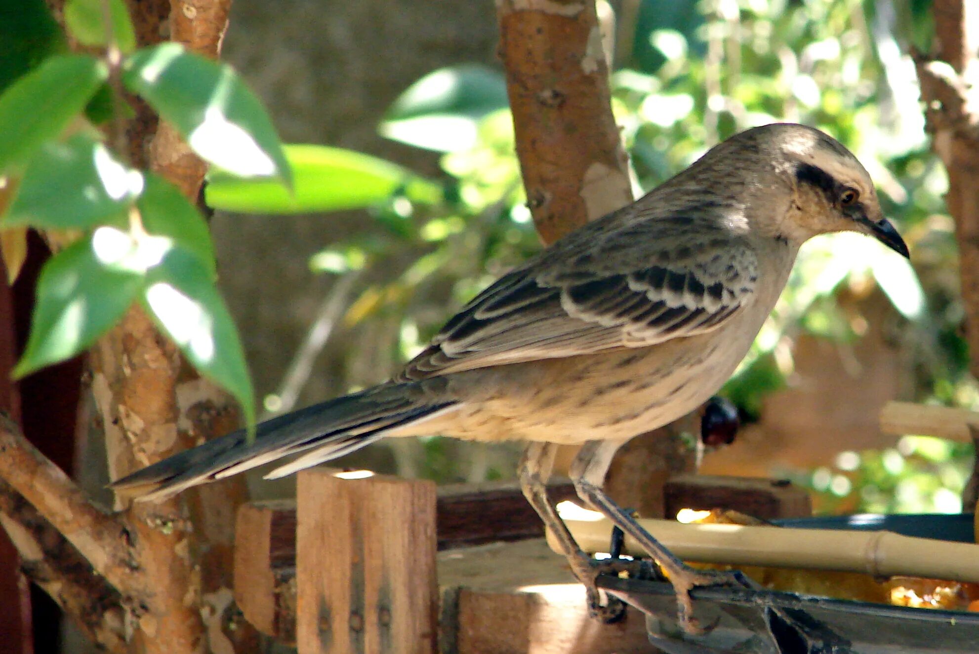 Галапагосские птицы пересмешники. Пересмешник слушать. Пересмешник птица. Северный пересмешник. Пересмешник слушать.
