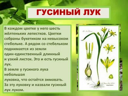 Тест весеннее пробуждение растений 2 класс
