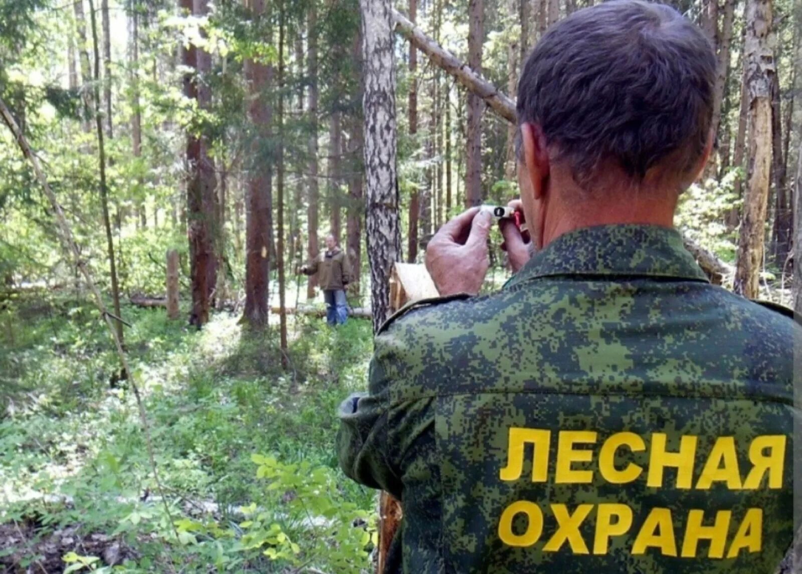 санитарная вырубка деревьев. лес защита. надзор в защите леса. инспекторы лесной охраны усилили патрулирование лесов. санитарные рубки.