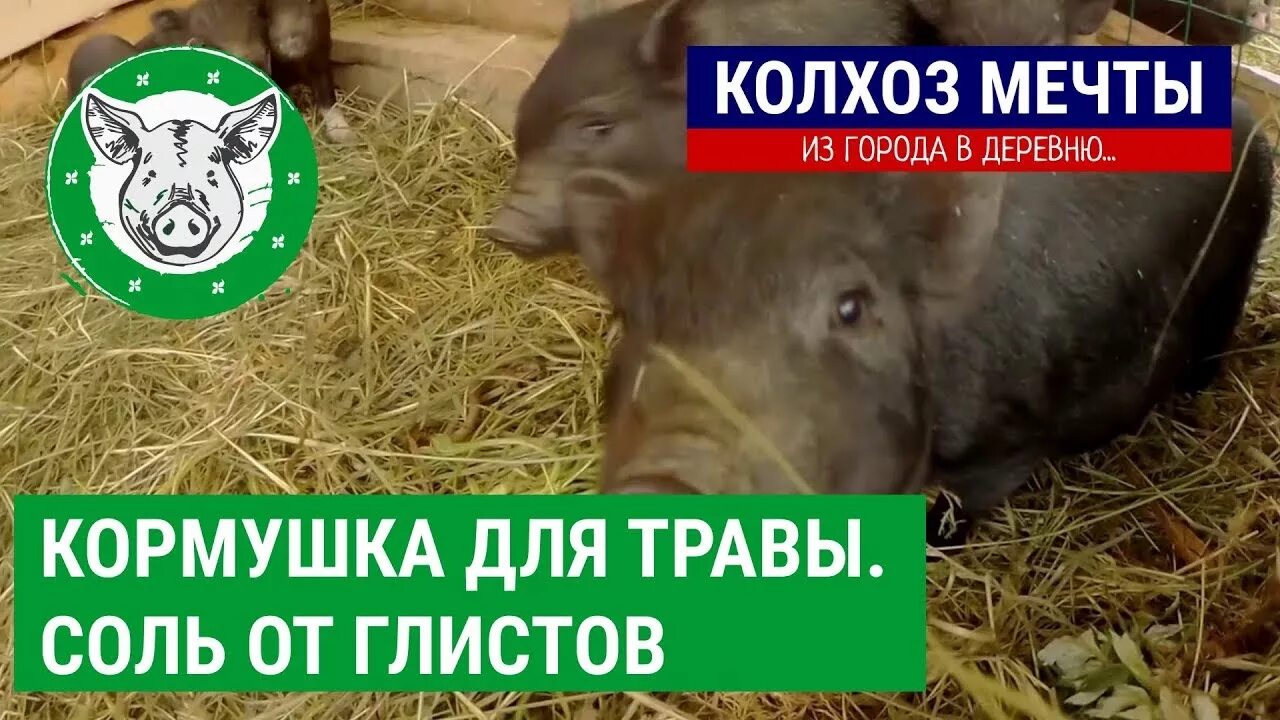 Соль свиньям