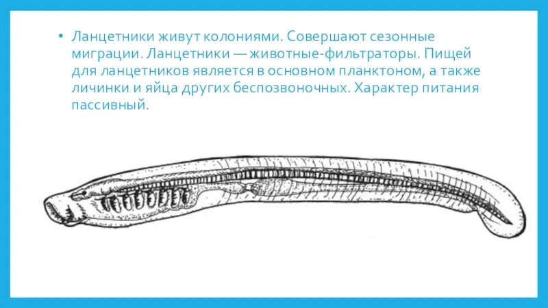 Ланцетник моллюск. РЭШ ланцетник. Ланцетник 7 класс. Ланцетник паразит. Ковалевский ланцетник.