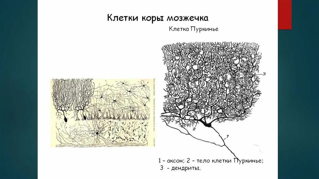 Ткань мозжечка. Клетки Пуркинье в мозжечке гистология. Клетки Пуркинье коры мозжечка. Клетки Пуркинье гистология. Клетки Пуркинье строение.