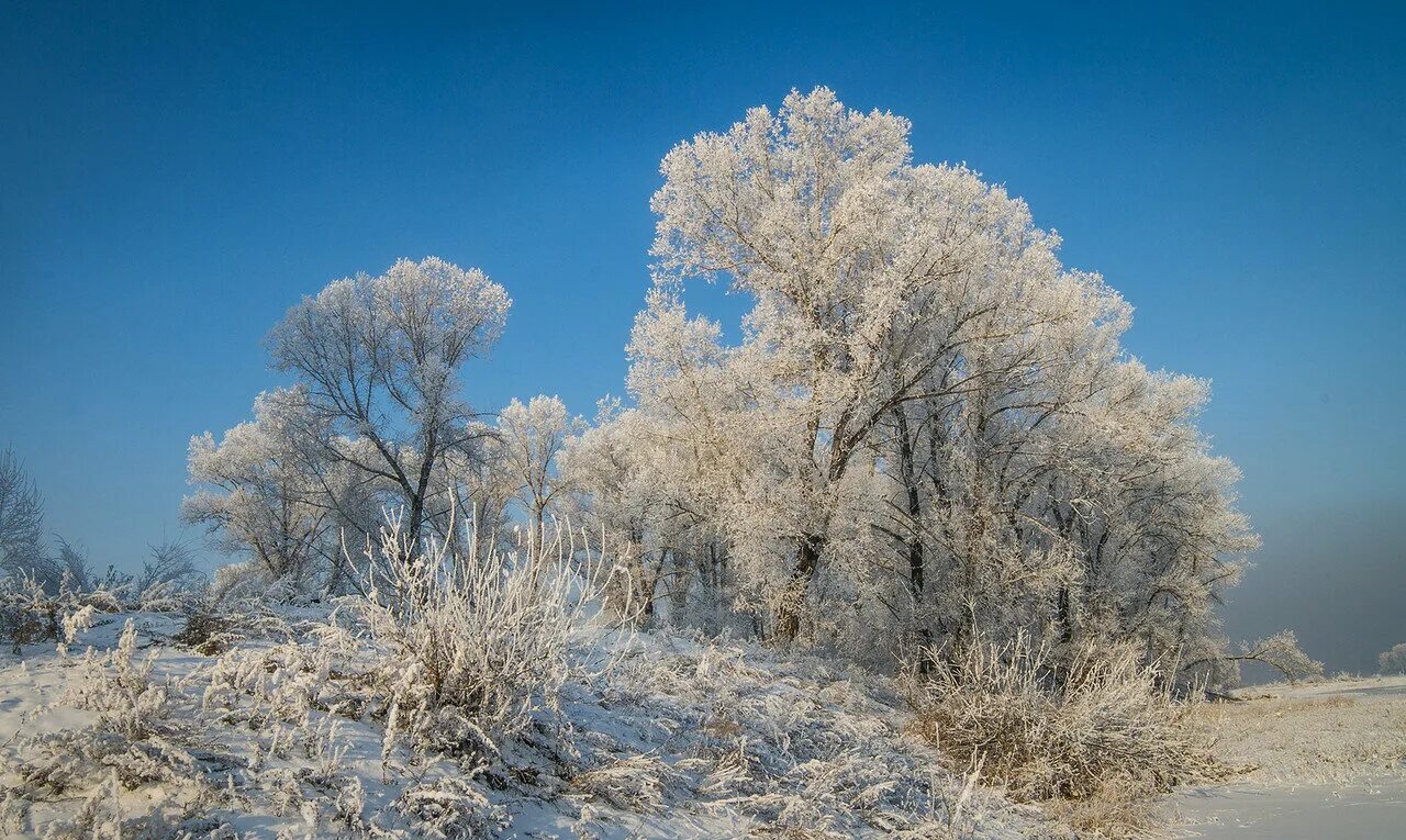 В саду стояли припудренные утренним инеем деревья. Иней на деревьях. Пушистые деревья зимой. Снежные деревья. Снежное утро.