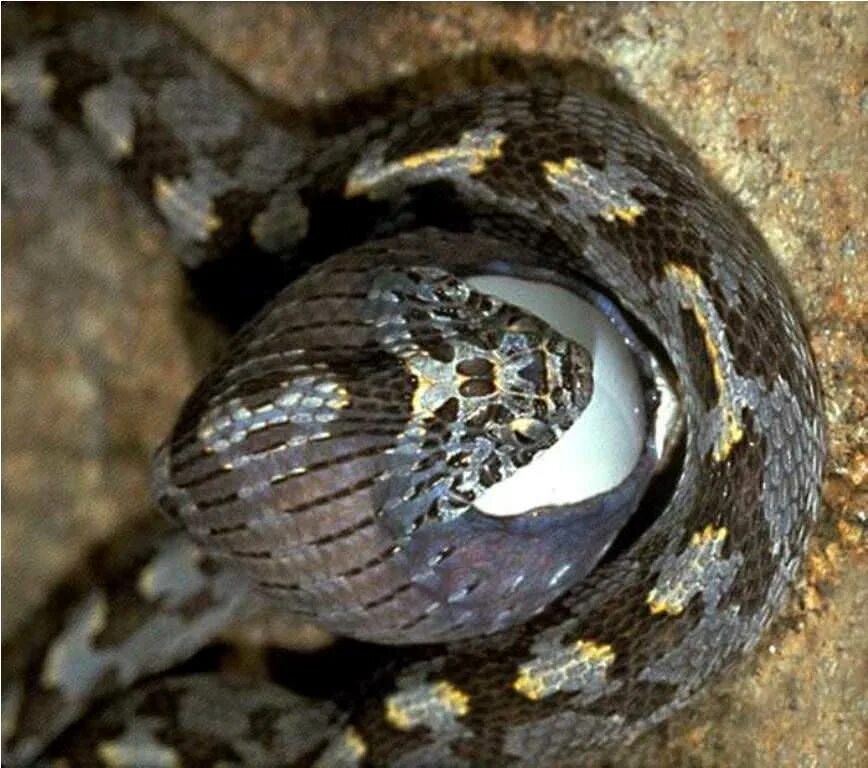 Африканская змея ЯЙЦЕЕД. Dasypeltis scabra. Уж ЯЙЦЕЕД.