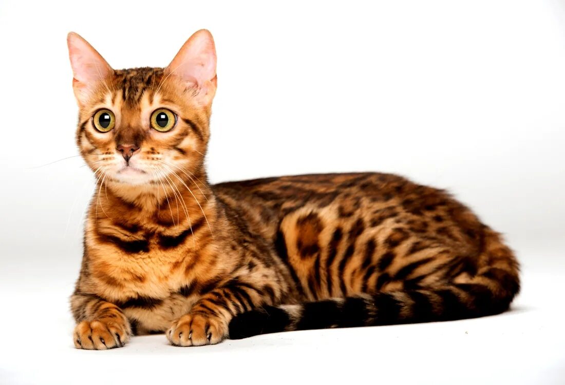 Бенгальская кошка. Бенгальская короткошерстная кошка. Бенгалы черепаховые. Тойгер кошка табби. Форма головы бенгальской кошки