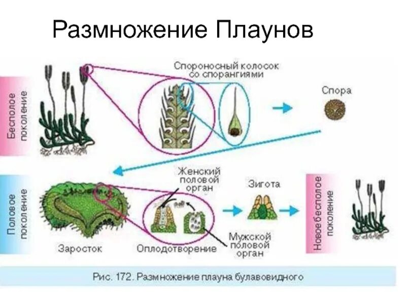 Из споры вырастает заросток