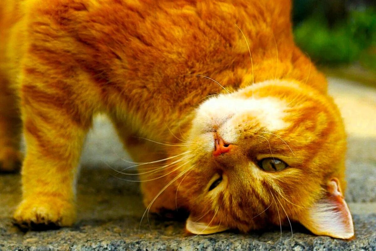 Смешной рыжий кот. Рыжая крошка. Прикольный рыжий кот. Рыжий кот веселая. Прикольный рыжий кот.