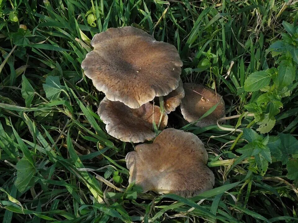 Fișier:Pleurotus ostreatus.R.H. 07.jpg - Wikipedia