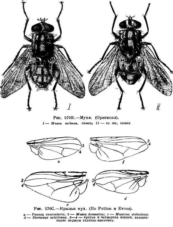 Форма крыльев мухи. Строение крыльев двукрылых насекомых. Муха (насекомое) строение. Строение крыла двукрылых. Муха анатомия строение.