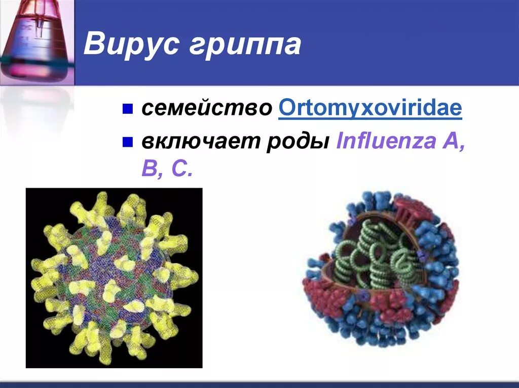 Семейство вируса гриппа. Вирус гриппа. Вирус гриппа род семейство. Вирус гриппа презентация. Вирус гриппа семейство род вид.