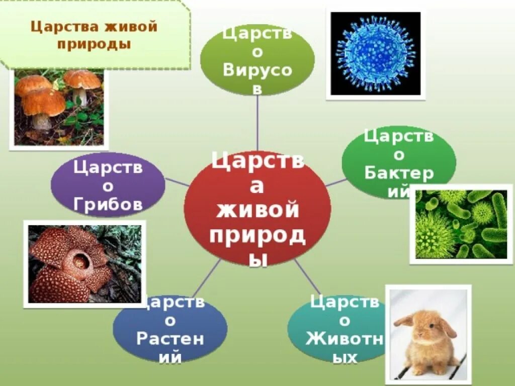 Сколько на земле существует царств природы. Царства живой природы. Царства природы царство вирусов. Бактерии царство живой природы. Царства живых организмов вирусы.