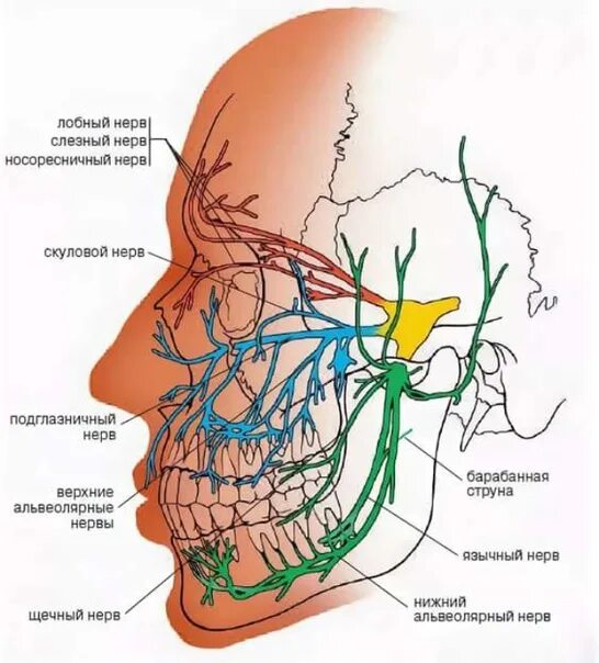 Карта лицевых нервов. Лицевой и тройничный нерв анатомия. Иннервация 2 ветви тройничного нерва. Ветви тройничного нерва анатомия. V пара, тройничный нерв.