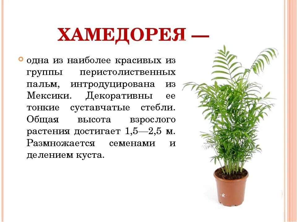 Растение хамедорея уход. Хамедорея неанта. растение пальма хамедорея. папоротник хамедорея. хамедорея элеганс цветок комнатный.