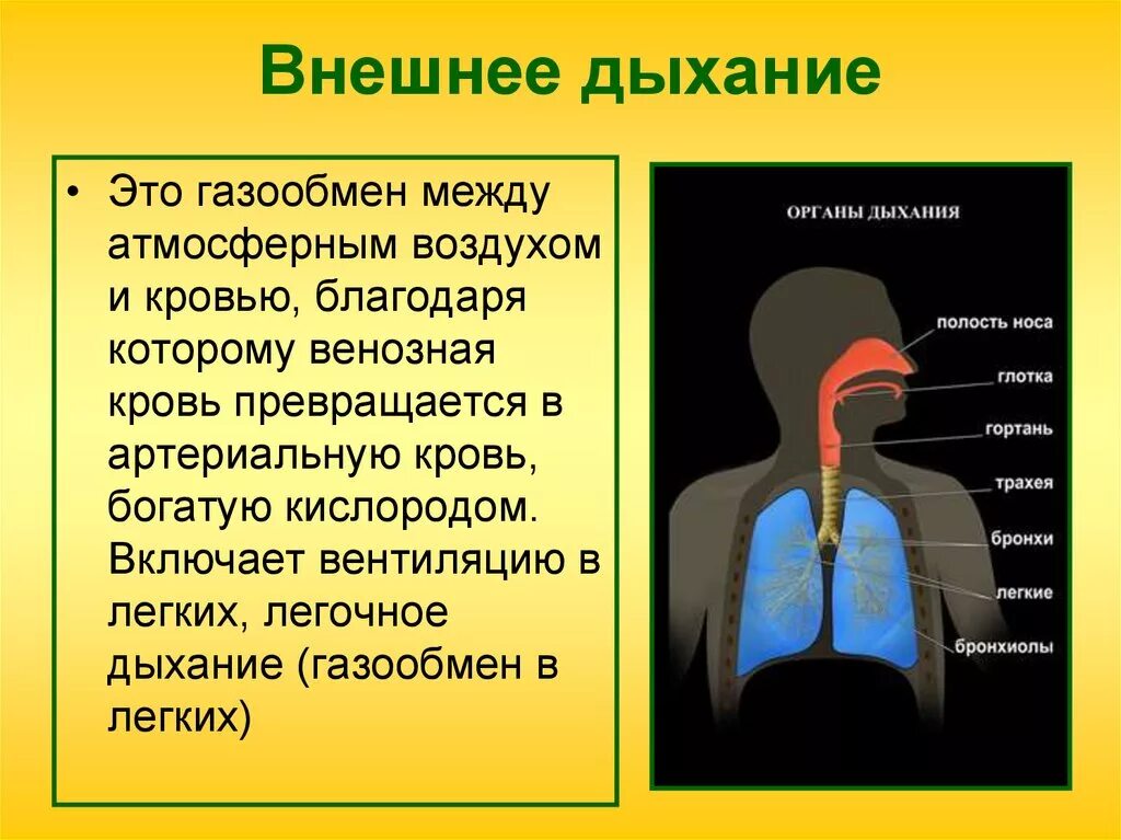 Дыхательная система человека. Строение легких. Этапы процесса дыхания схема. Процесс дыхания человека. Процесс дыхания человека.