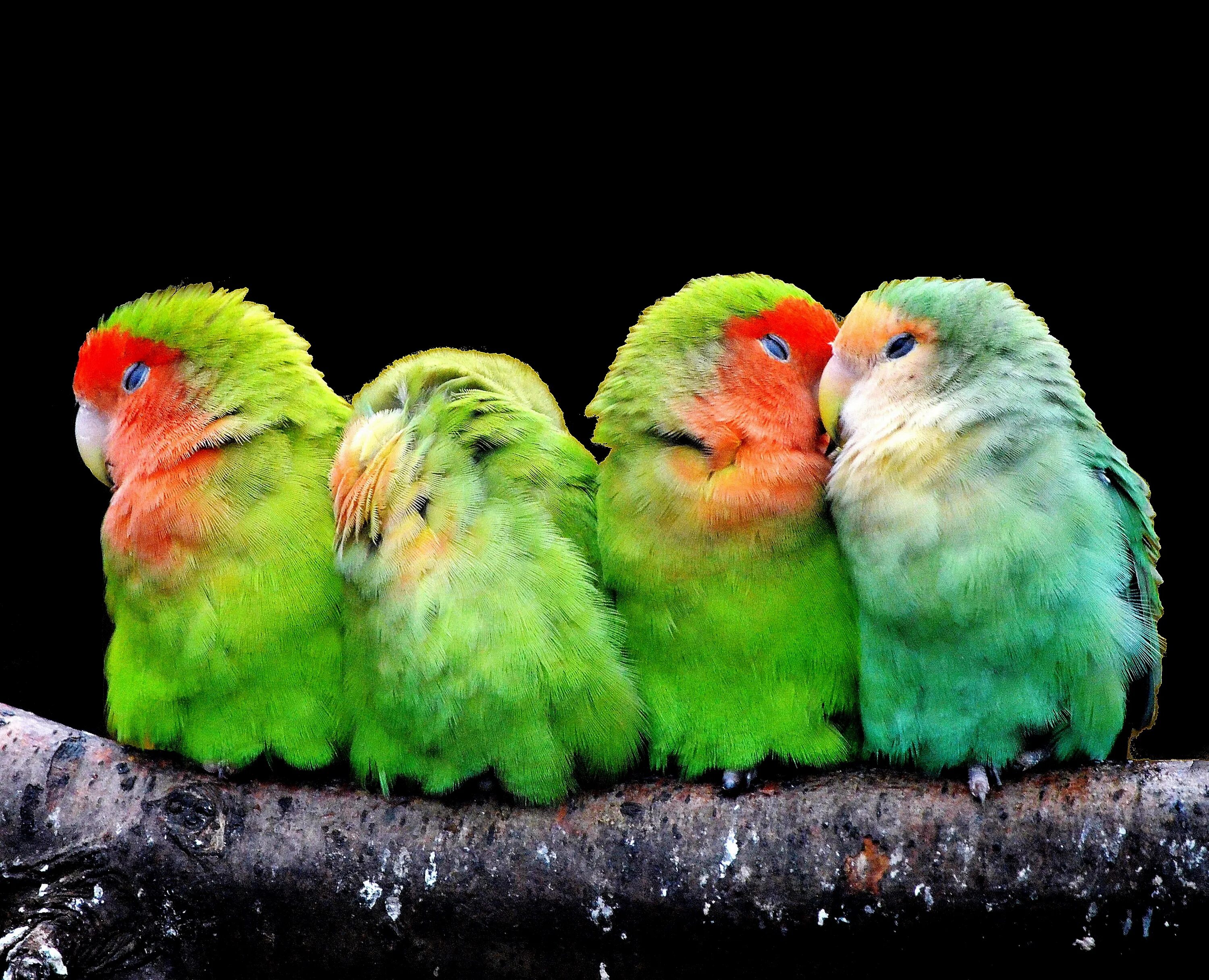 Сколько попугаев в мире. Попугайчик и канарейка. Попугай цветной. Яркий попугай. Множество попугаев.