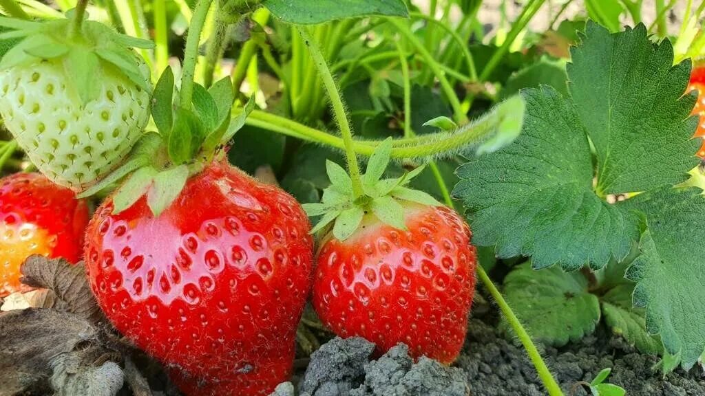 Клубника сизоже. Клубника ремонтантная маджестик. Клубника ремонтантная крапо 10. Клубника сорт маджестик. Клубника фурор фото.