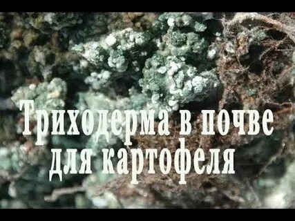 Как вносить триходерму в почву осенью