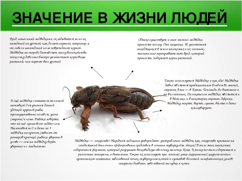 Значение в природе таракановых. Медведка в жизни человека. полезные насекомые медведка. значение медведки для человека. медведка значение в жизни.