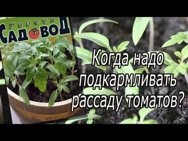 Как часто можно подкармливать рассаду. Чем питать рассаду помидоров. Чем подкормить рассаду комнатных помидоров. Надо ли подкармливать всходы. Чем подкормить рассаду помидор чтобы были толстенькие.