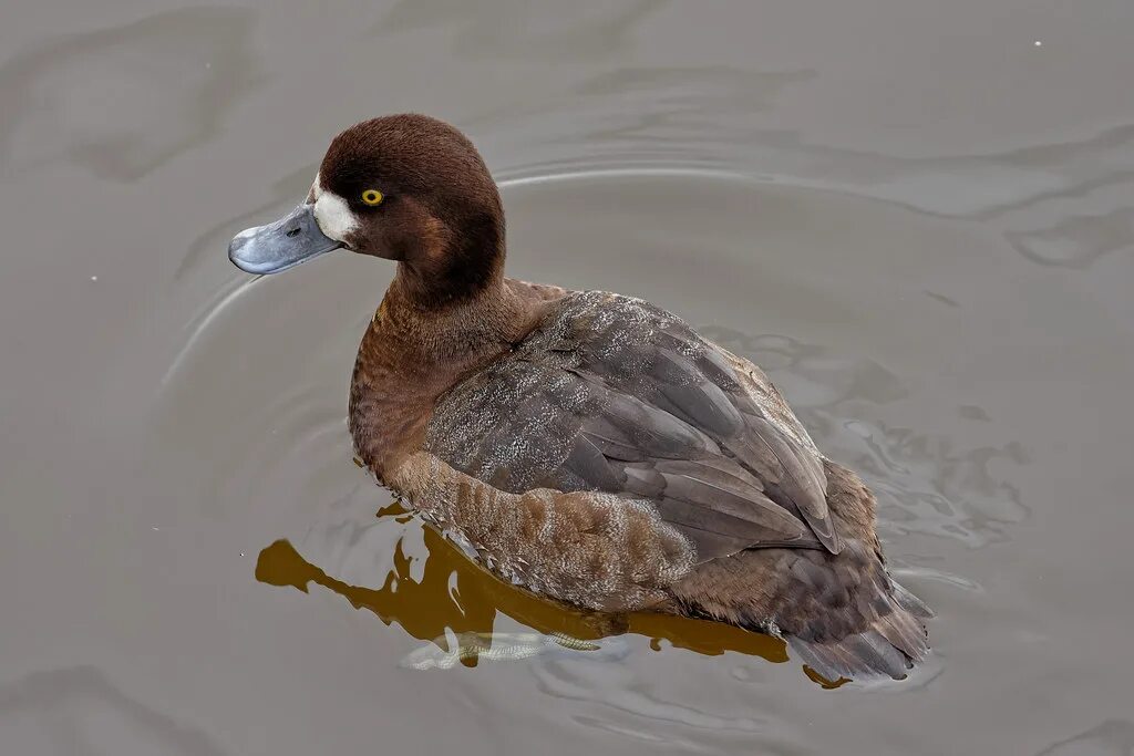 Greater Scaup - male Greater Scaup at Lake Merced, San Fra. Flickr