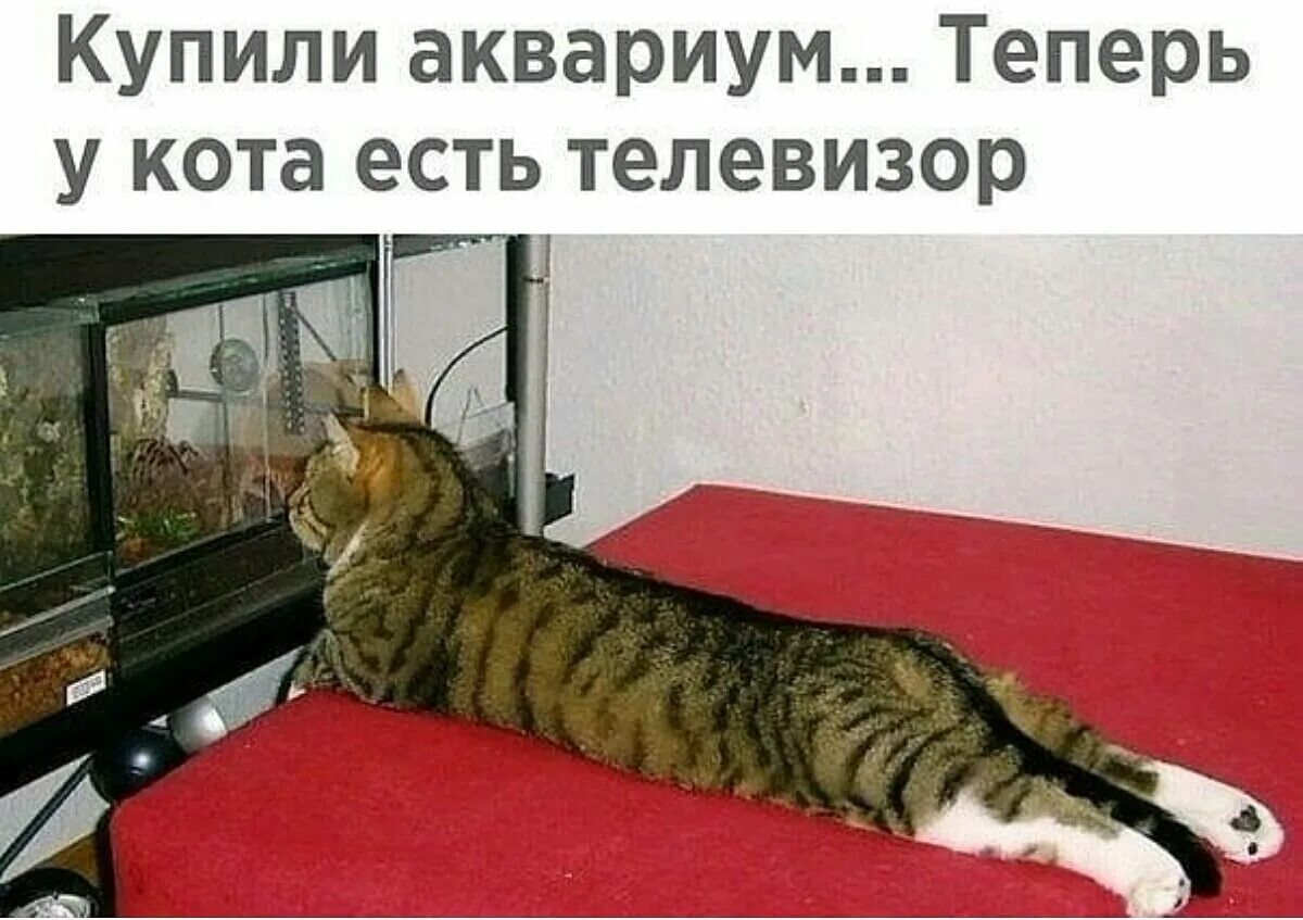 Теперь кота