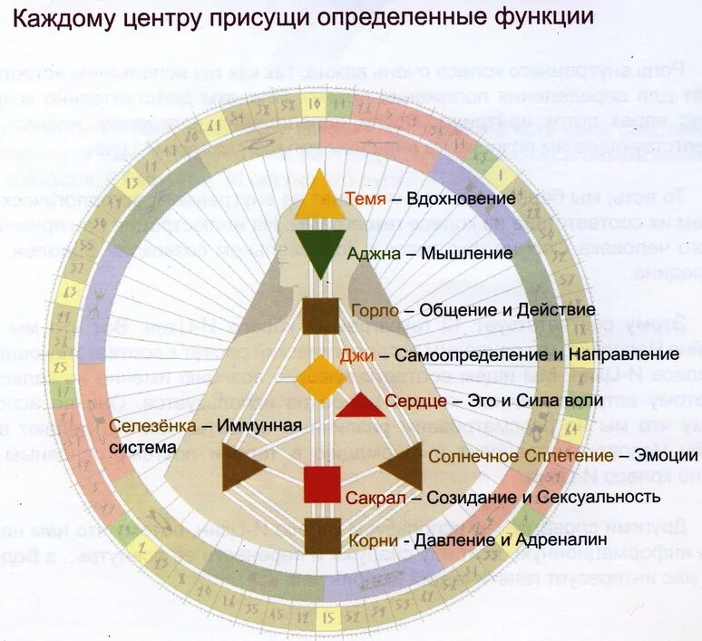 Мотивация дизайн человека. Энергетические центры человека бодиграф. Дизайн человека - Human Design. Аджна бодиграф. Центры в дизайне человека.