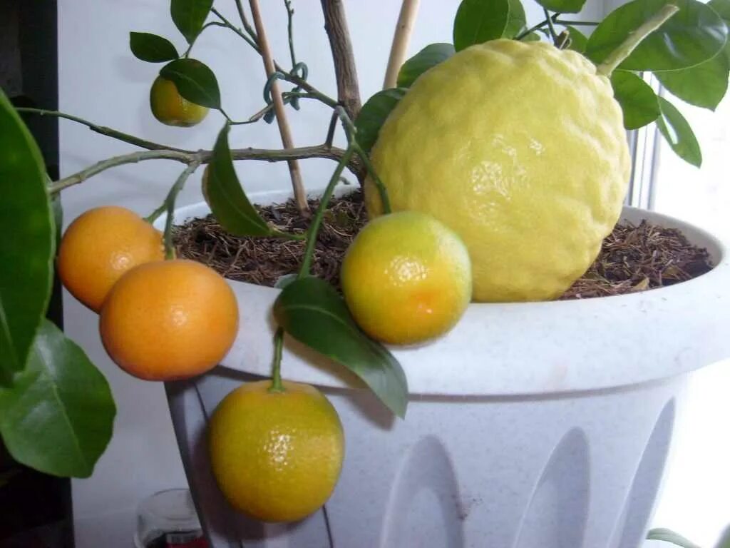 Лимон кантонский. Дерево лимонник мандарин. Лимонное дерево комнатное. Лимон домашний.