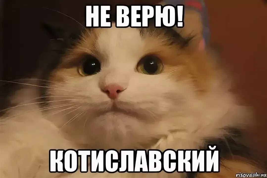 Сучке легко. Кот Мем. Мемы с котиками. Мемы про котов. Коты из мемов.