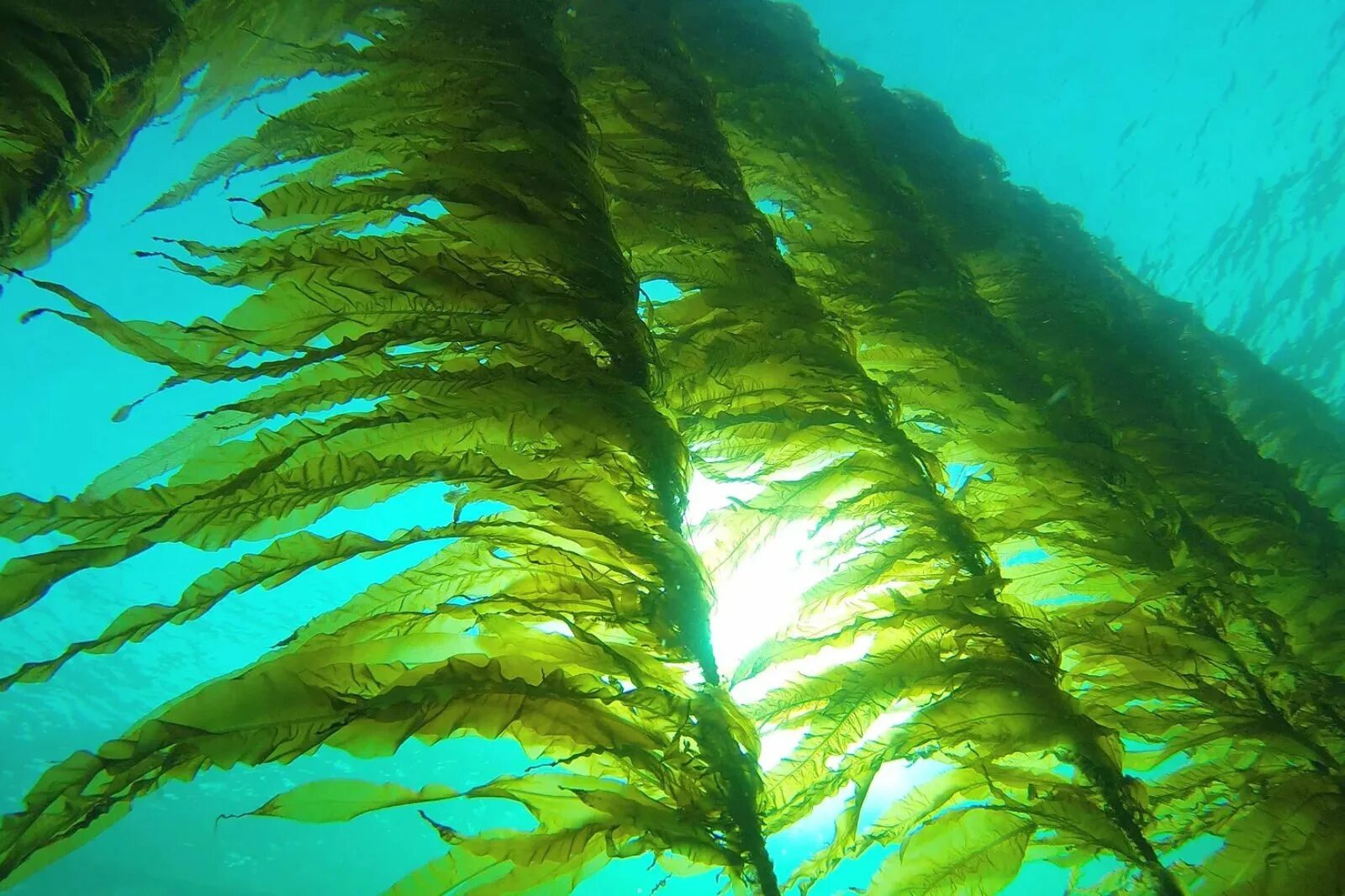 Самые большие водоросли. Ламинария зеленая водоросль. Зеленые водоросли Chlorophyta. Перидиниевые водоросли. Келп водоросли.