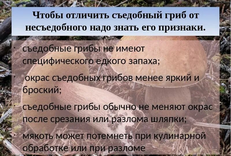 Как отличить съедобные от несъедобных. Отличить съедобные грибы от несъедобных. как отличить съедобный гриб от несъедобного.