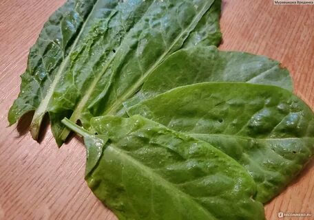 Щавель вкусно
