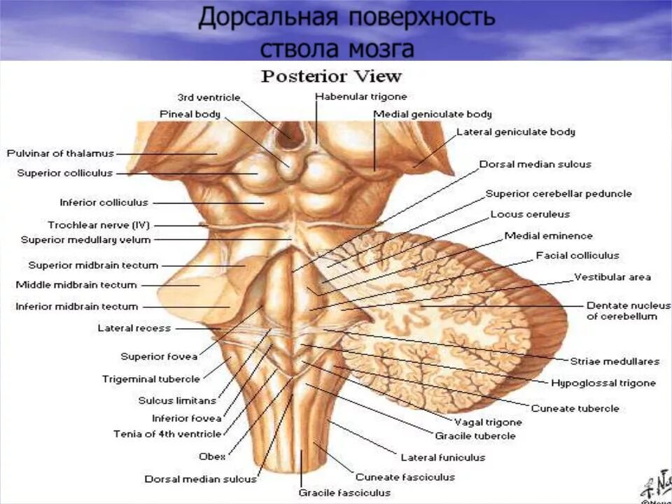 Продолговатый мозг дорсальная поверхность строение. Вентральное строение ствола мозга. Ромбовидная ямка головного мозга анатомия. Мост ствол продолговатый мозг.